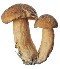 Sticker - two yellow velvet boletes isolated on white