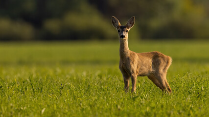 Wall Mural - Young roe deer, capreolus capreolus, looking to the camera on grass in sunlight. Immature female mammal standing on field with copy space. Brown hind staring on glade with space for text.