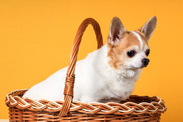 Poster - a Chihuahua dog sits in a basket on a yellow background
