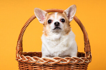 Poster - a Chihuahua dog sits in a basket on a yellow background