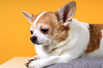 Poster - Chihuahua dog lies on a pillow on a yellow background