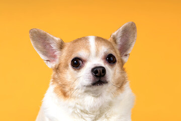 Poster - dog breed chihuahua close-up on a yellow background