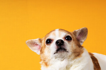 Poster - dog breed chihuahua close-up on a yellow background