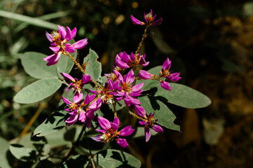 Wall Mural - semi-alpine plant society, pink wild flowers, doi luang chiang dao, chiang mai, thailand