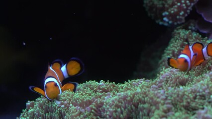 Wall Mural - Clow Anemonefish, Amphiprion ocellaris, orange white small fish from Indian and Pacific Oceans. These fish are found in the Indo-Malaysian region. Clow Anemonefish in the nature water habitat.