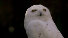 Portrait Of A Young Snow Owl