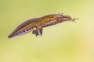 Sticker - Male Palmate newt swimming in natural aquatic habitat