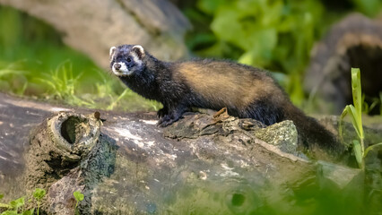 Wall Mural - Polecat on trunk in forest at night