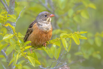 Sticker - Ortolan Bunting Perched in Tree