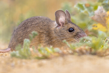 Wall Mural - Wood Mouse in Natural Environment with Plants