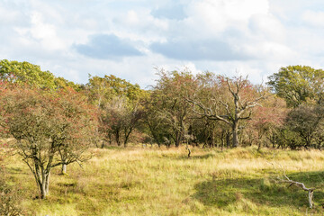 Wall Mural - In late autumn, most trees are already without leaves in this varied dune area of ​​the Amsterdam Waterleidingduinen