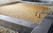 The fermentation of beer