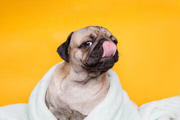 Funny wet puppy of the pug breed after bath wrapped in towel. Just washed cute dog in bathrobe on yellow background.