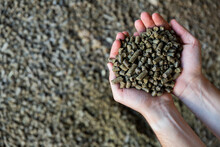 Closeup Of Handful Of Granulated Rapeseed Meal In Male Hands. Concept Of Organic Supplement In Production Of Compound Feed For Livestock Animals