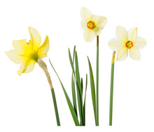 Single Isolated Tellow Flowers Daffodils On White Background. Spring Season Bloom Of Jonquil. Blossom Of Spring Flowers Narcissus. Celebrating Of St. David's Day