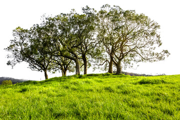 Sticker - Bosquet d’arbres à la campagne 