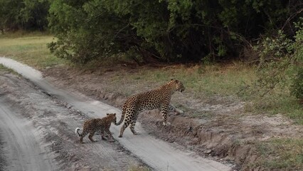 Wall Mural - Wide shot of a female leopard walking across the road with her tiny cub in Khwai, Botswana. 