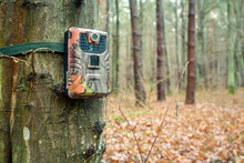 Camera Trap On A Tree In The Forest