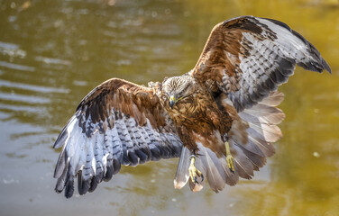 Poster - A closeup shot of an osprey flying above the water