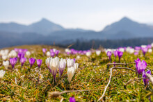Purple Crocus On Famous Mountain Heuberg In Bavaria In Springtime