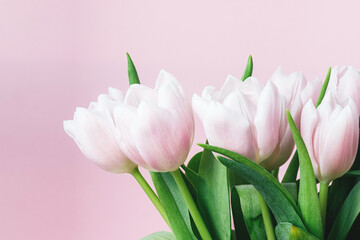 Wall Mural - Beautiful delicate bouquet of tulip flowers on pink background closeup