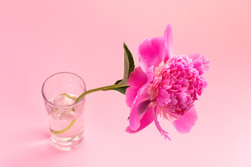 Wall Mural - Pink peony in glass vase on pink background. Floral card design