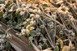 Frosted plants and grasses, covered with frost, frost, ground frost, ice, ice crystals, grass, frozen plants, snow, spring, winter