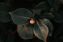 A Close-up Shot Of A Rosebud In The Background Of Leaves.