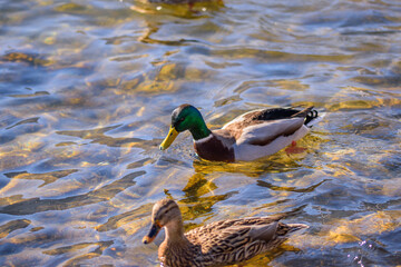 Wall Mural - Two ducks swimming in the lake in the sunshine.