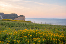 Sunset From An Oceanside Flower Meadow In Gaspe, Quebec