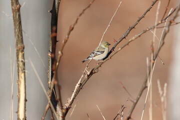 Wall Mural - American goldfinch on thorny branches