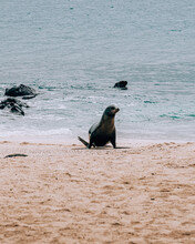 Galápagos Sea Lion Walking On The Beach