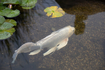 Wall Mural - White fish in the water. Fish decorates the pond.