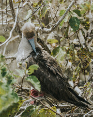 Red-Footed Booby, Galapagos, Punta PItt San Cristobal