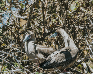 Male and female Red-Footed Boobies, Galapagos, Punta PItt San Cristobal