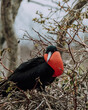 Magnificent frigate bird in nest with red chest pouch in North Seymour Galapagos