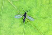 Dark-winged Fungus Gnat, Sciaridae On A Green Leaf, These Insects Are Often Found Inside Homes