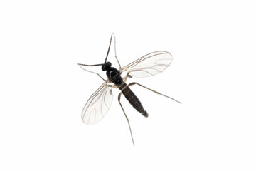 dark-winged fungus gnat, sciaridae isolated on white background, these insects are often found insid