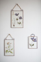 Dried Flowers In Glass Frames On Wall