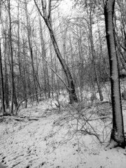  forest in winter