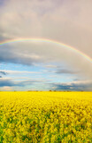 Fototapeta Tęcza - Rainbow over field of rapeseed in blossom.