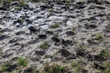 Surface of mud with hoof prints from cattle. Background or backdrop for design. Graphic resource blank
