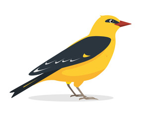 Yellow Oriole bird. Beautiful, bright, exotic golden bird in tropical and subtropical climates. Oriole icon isolated on white background. Vector illustration for nature design.