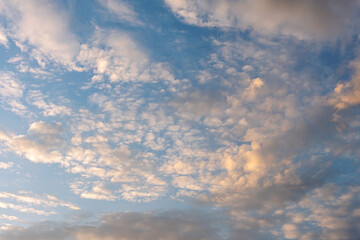 Wall Mural - many wind-scattered cirrus clouds beautifully illuminated by the setting sun