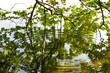 ripples on a water surface of a lake with branches of a tree and fresh foliage reflecting in the water on a sunny spring or summer morning