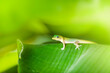 The laticauda gecko crawls on green leaf