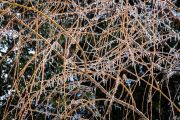 Wall Mural - frozen branches close up