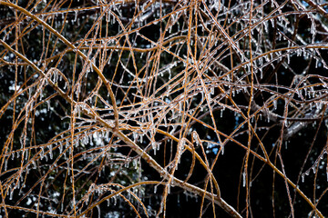 Wall Mural - freezing rain covering branches
