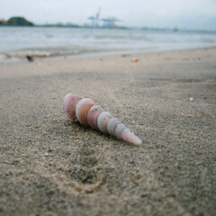 Sticker - A closeup shot of a seashell on a sandy beach with the sea on the background