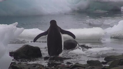 Sticker - A closeup HD footage of Gentoo penguins in King George Island, Russian research station, Antarctica